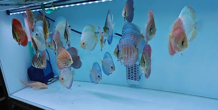 直播间新手套餐来了，5条一组包邮包损非偏远