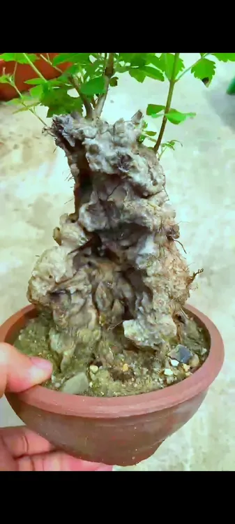 室内好活易养黄荆绿植老桩茶台微盆景种植盆栽