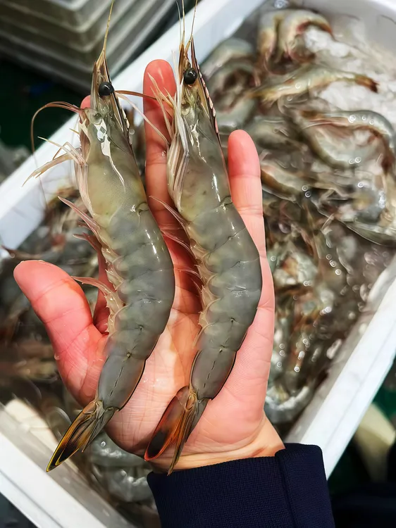 威海本地【三斤渤海湾大对虾】1斤17/18只当天到港新鲜速冻码头直达