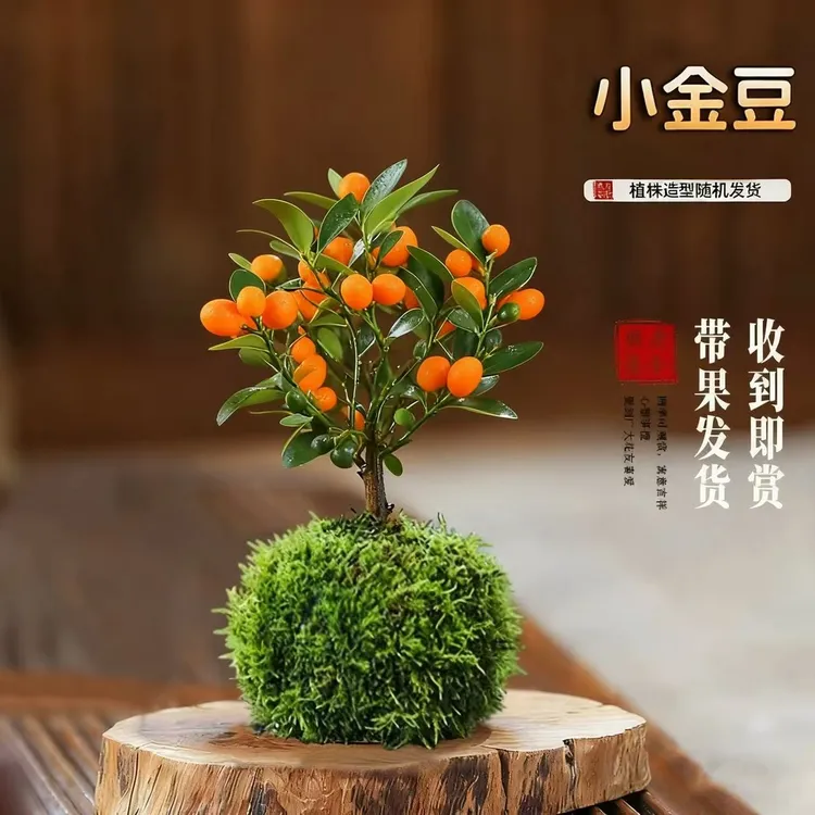 人工培育福豆年桔带果盆栽耐寒好养室内花卉客厅茶桌禅意桌面绿植