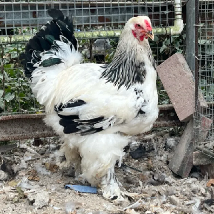 冯氏珍禽宠物鸡元宝鸡婆罗门元宝鸡