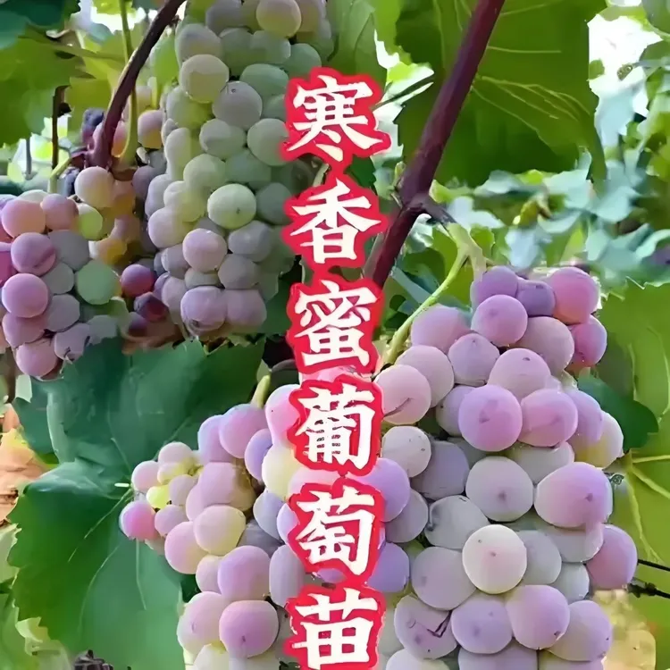 寒香蜜葡萄树苗盆栽可地栽适合南北方种植耐寒庭院阳台种植