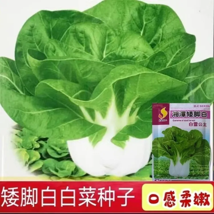 白雪公主奶白菜种籽矮脚黄奶油味小白菜种籽蔬菜种子