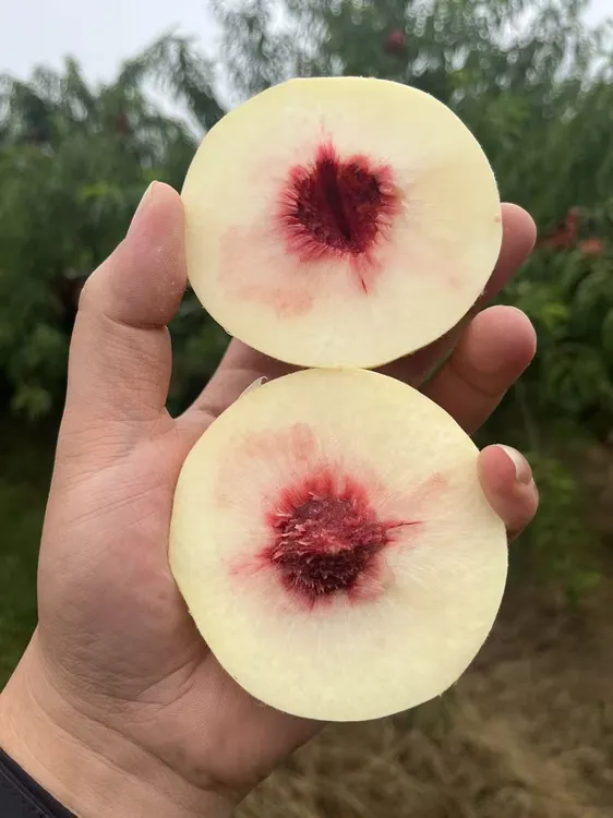 {顺丰包邮} 新鲜白桃冬桃脆桃纯甜无酸 3/5斤现摘香甜