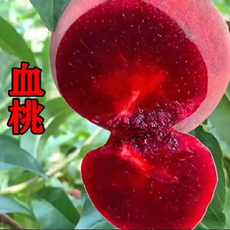 嫁接桃树苗血桃苗蟠桃水蜜桃苗盆栽地载南北方种植果树苗直播出售