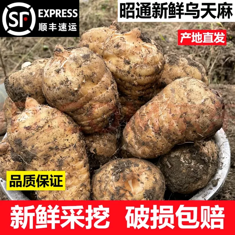（顺丰包邮）云南昭通鲜天麻野生种植炖肉煲汤正宗乌天麻原产地直发