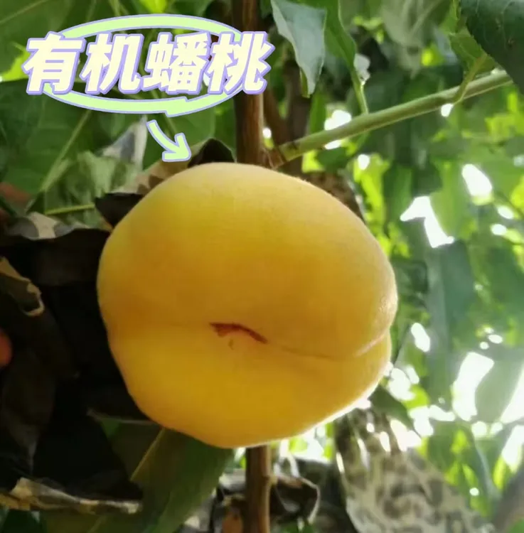【有机】顺丰包邮黄金蟠桃产地直销黄桃黄桃产地直销现摘现发