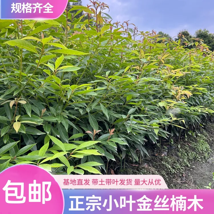 名贵金丝楠木树苗绿植四川正宗小叶桢楠杯苗50棵起拍量拍专属链接