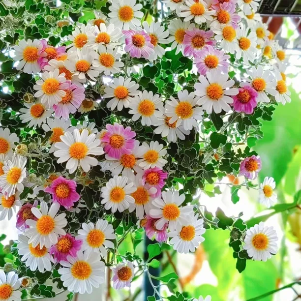 带花苞发货大足褶野路菊花苗好养易活耐热耐寒银叶边绿植物花卉