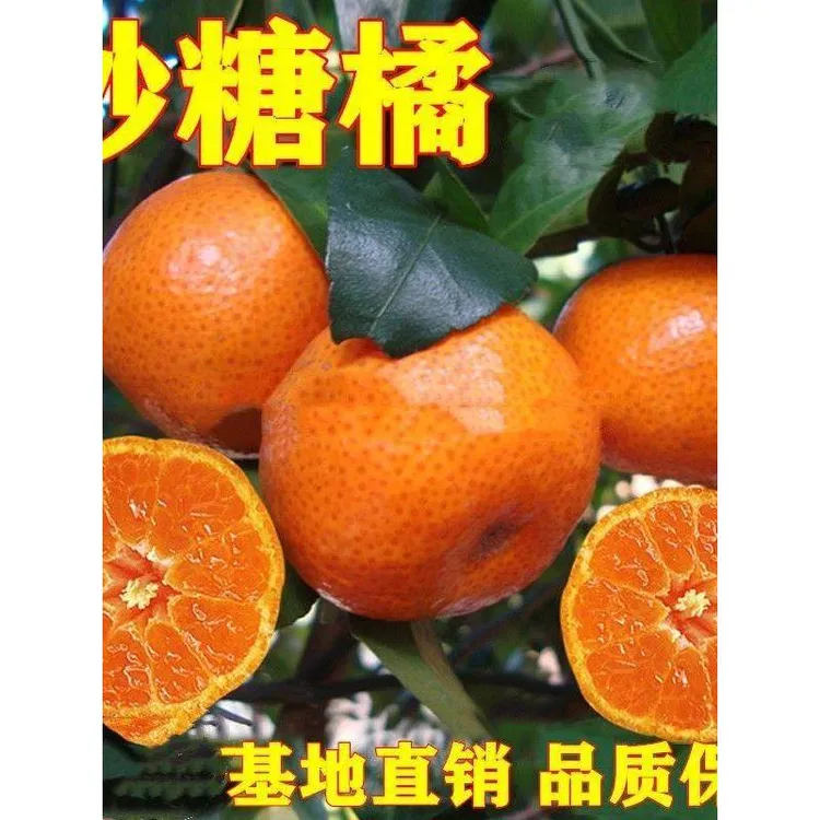 沙糖桔无籽蜜橘砂糖橘桔子苗嫁接苗盆栽地栽果苗柑橘柑桔树苗金桔