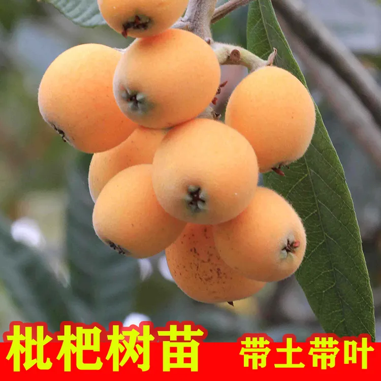 枇杷树苗带土发货嫁接大五星枇杷苗大果南北方种植庭院果树苗盆栽