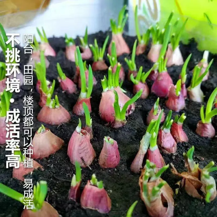葱头四季小香葱红葱头盆栽头小葱葱头阳台蔬菜盆栽四季小香葱葱头