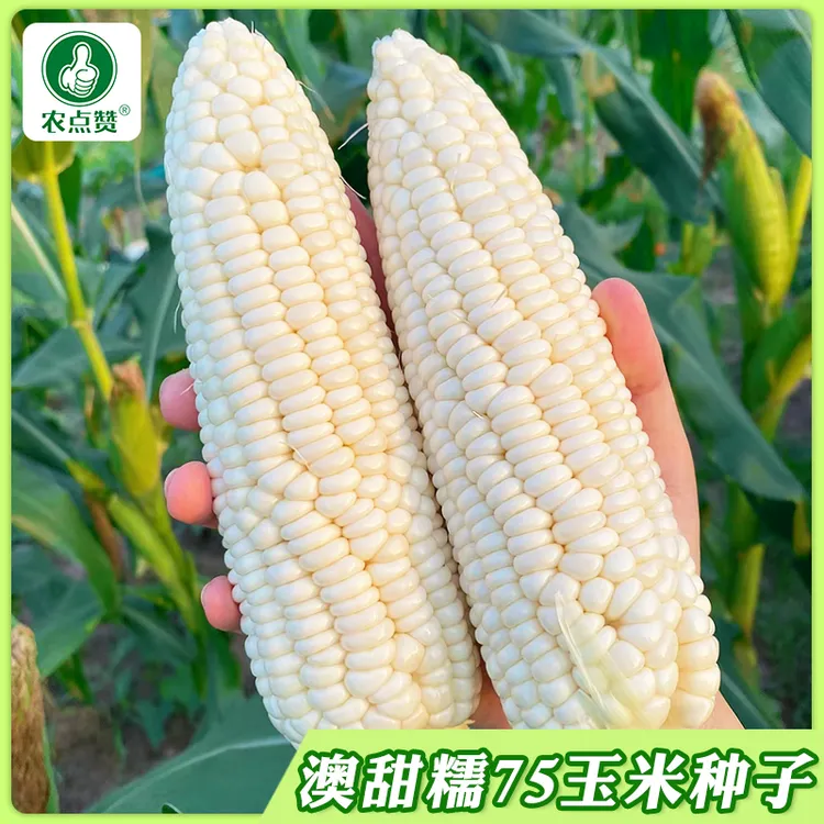 【DD】澳甜糯75白玉米甜糯玉米种籽蔬菜高产大棒玉米种孑籽
