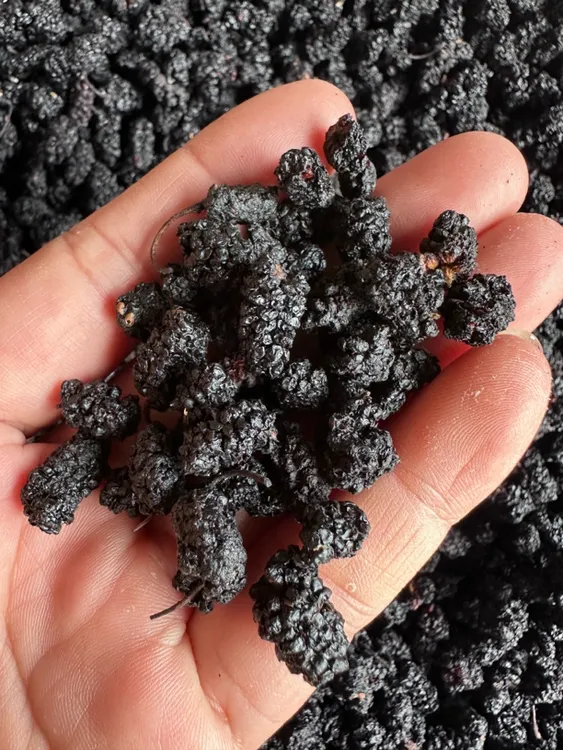 【蛟哥土特产】楠溪江农家桑葚干