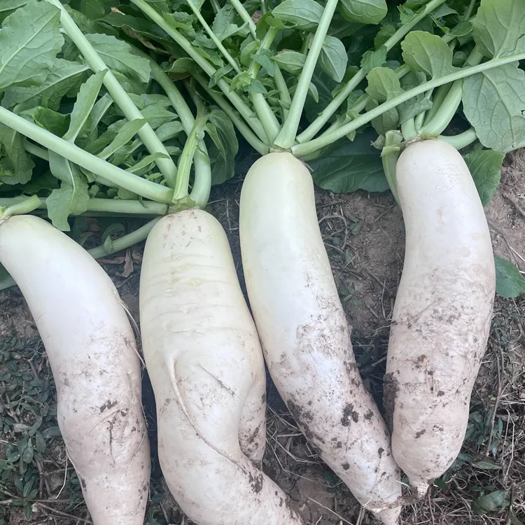 新邵王家坪村本地白萝卜新鲜脆甜蔬菜泡菜现挖沙土萝卜清炒凉拌