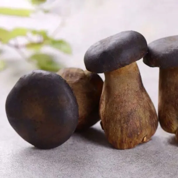 云南野生牛肝菌菌种大脚蘑菇菌包人工种植菌可食用土培四季种种子