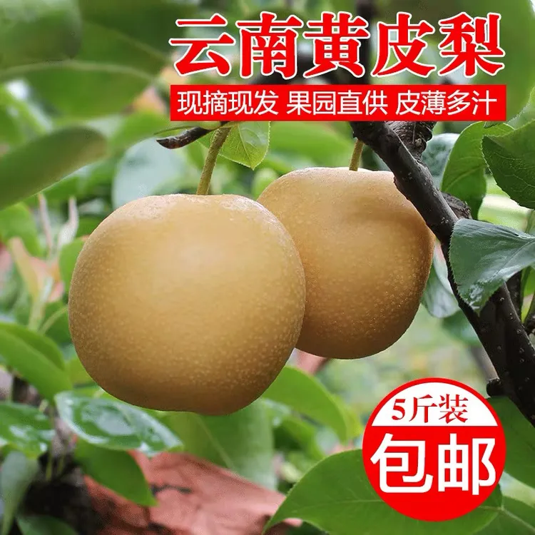 云南高原梨黄皮梨酥脆多汁秋月圆黄花梨子丰水新鲜水果