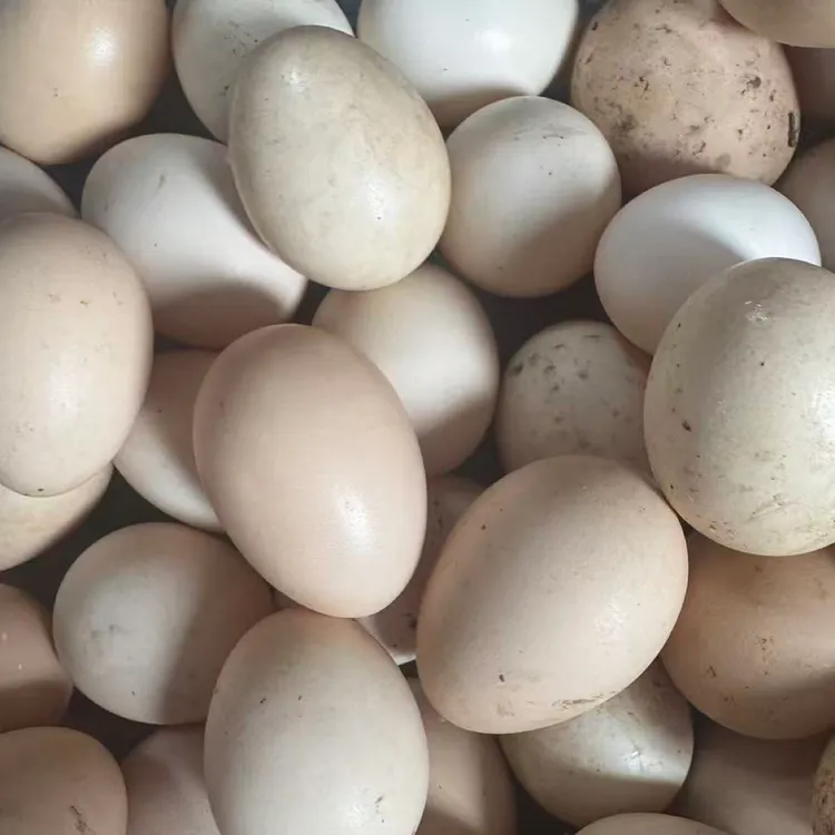 沂蒙山区放养新鲜健康土鸡蛋【单枚45克左右】