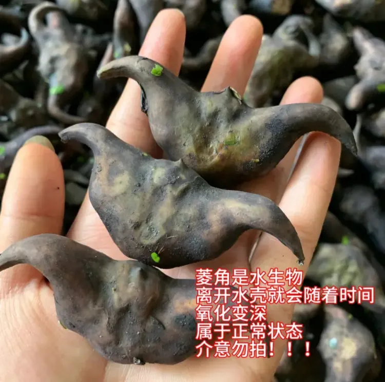 潮汕粉糯老菱角新鲜现摘特产壳薄肉饱满青皮黑壳可生吃菱角