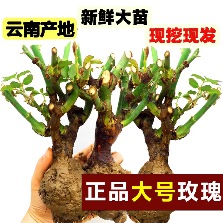 多头香水玫瑰大花精品云南玫瑰花月季苗老桩耐寒四季开花盆栽裸根