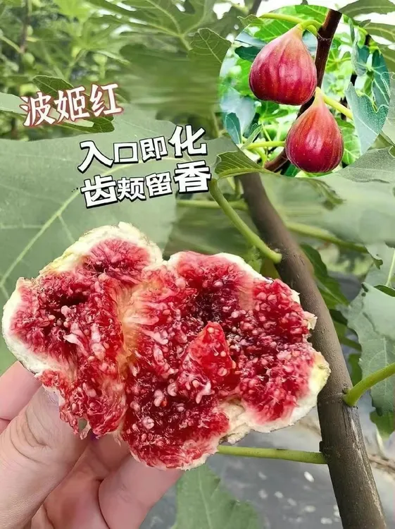绿植盆栽.波姬红原盆原土三种规格南北方盆栽地栽