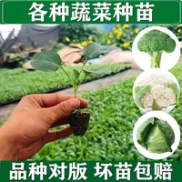正宗西兰花苗有机松花菜苗西蓝花苗秋冬青梗松花菜大苗蔬菜苗秋冬