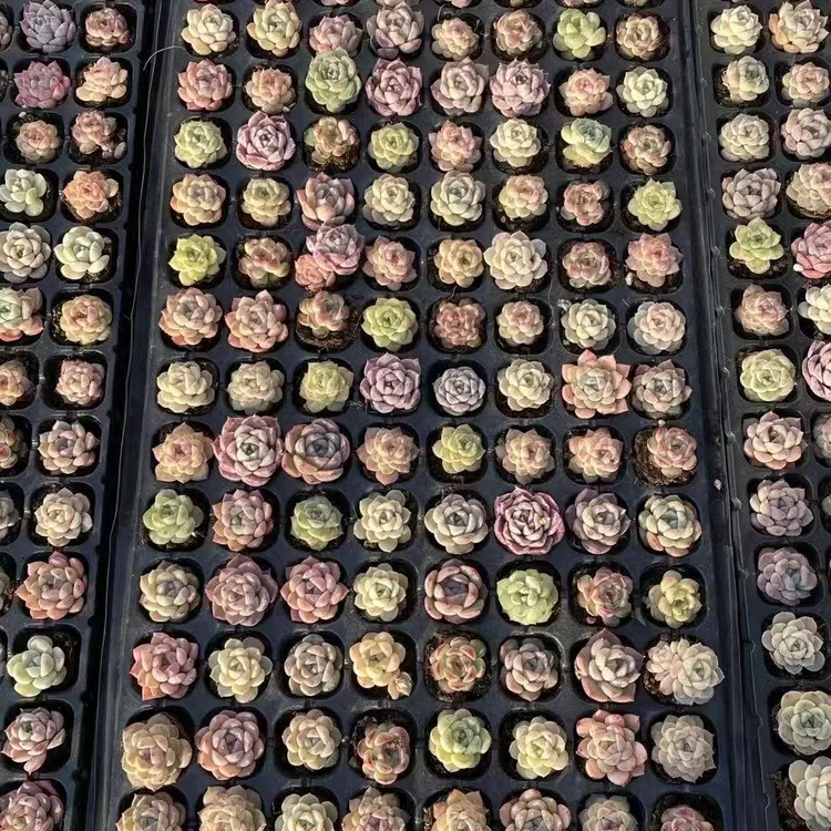 多肉植物一箱包邮 室内外盆栽新手好养活耐热