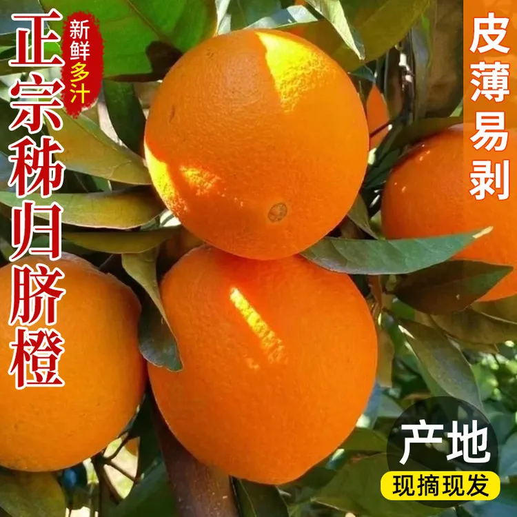 秭归纽荷尔脐橙当季湖北新鲜水果时令整箱手剥榨汁甜橙包邮