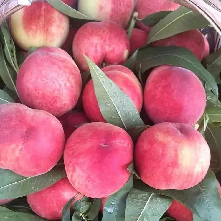 山东金秋红蜜桃产地直发露天脆桃脆软两吃新鲜现摘水蜜桃清脆甘甜