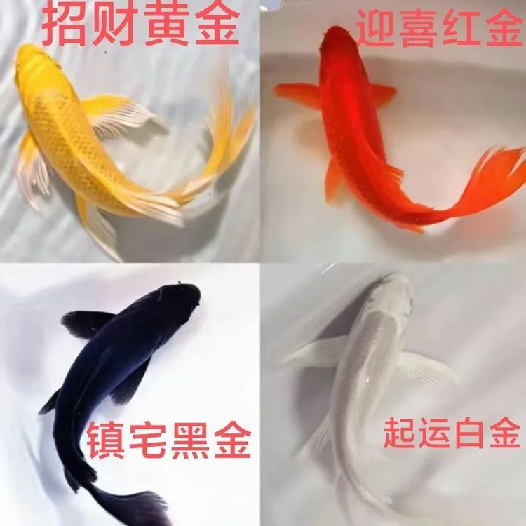 金鱼活体观赏鱼锦鲤草金鱼冷水鱼黑金锦鲤黄金锦鲤白金锦鲤小型鱼