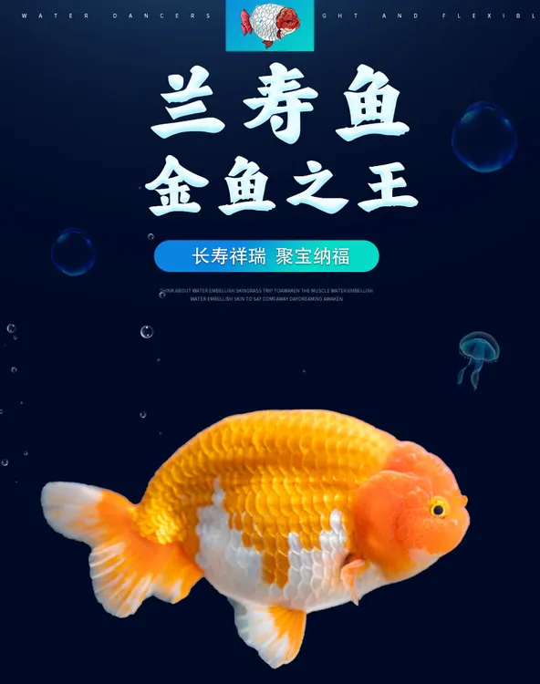 [一鱼一价]兰寿精品包活到家