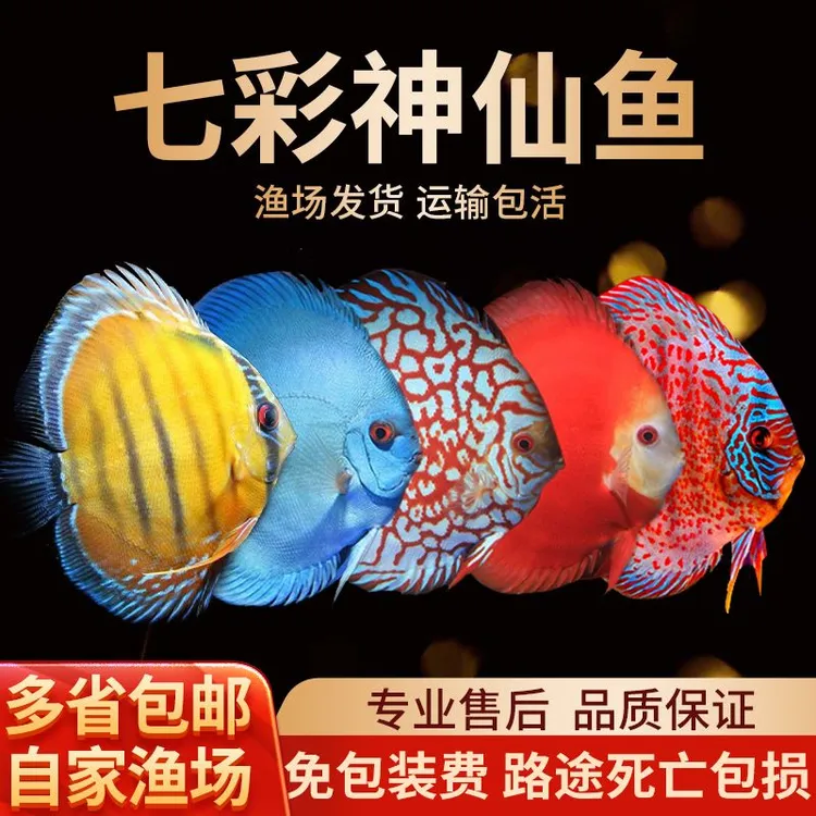 七彩神仙鱼观赏鱼热带鱼