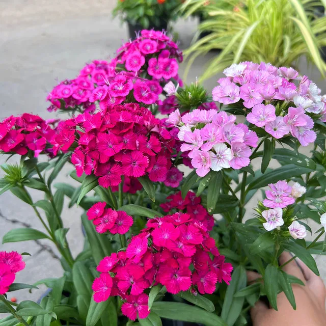 霹雳石竹盆栽石竹带花大苗阳台庭院花园搭配耐寒耐热花期长好养
