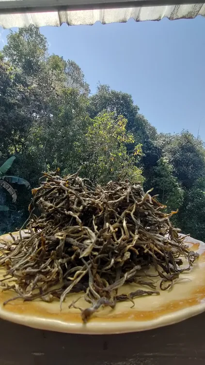 布朗山2025年头春生普125g