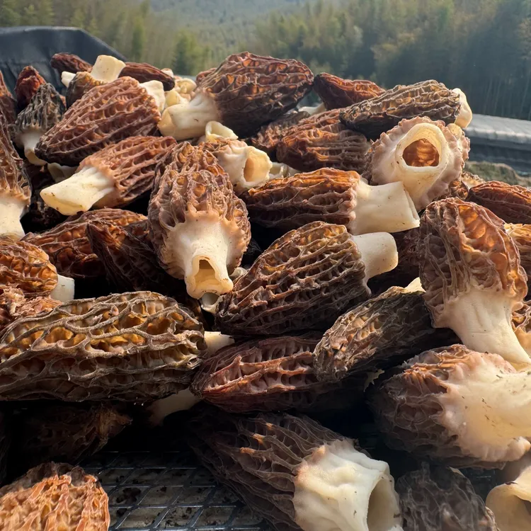 顺丰包邮新鲜头茬羊肚菌 肉质肥厚 煲汤佳品 现摘现发