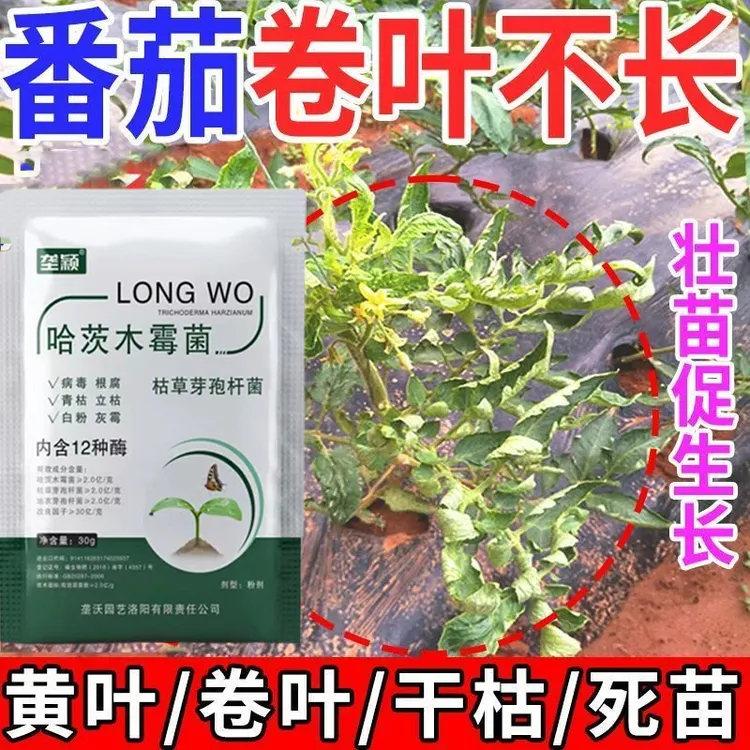 番茄卷叶病专用肥干叶黄叶病毒病急救番茄病菌清复合微生物菌剂肥