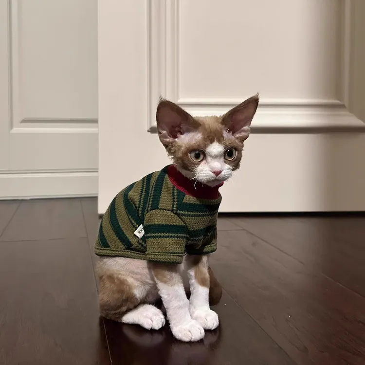 猫咪衣服春秋装防掉毛条纹两脚衣可爱无毛猫布偶猫幼猫秋冬天卫衣