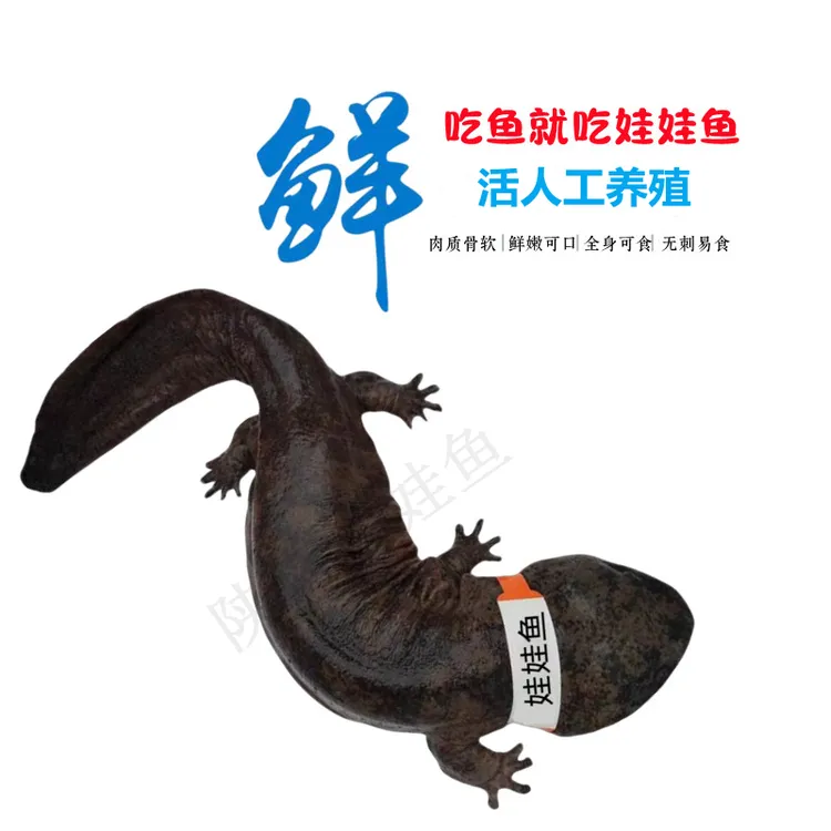 鲜活人工养殖娃娃鱼水产海鲜滋补送礼美食