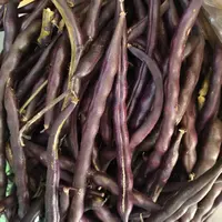 东北紫豆角3斤一箱圆通快递