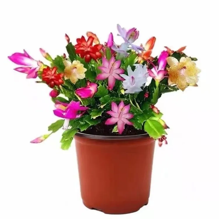 多肉绿植高端花卉家养蟹爪兰重瓣多彩盆栽阳台桌面庭院植物