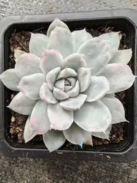 辛普森锦（8公分起发）锦上园艺量拍