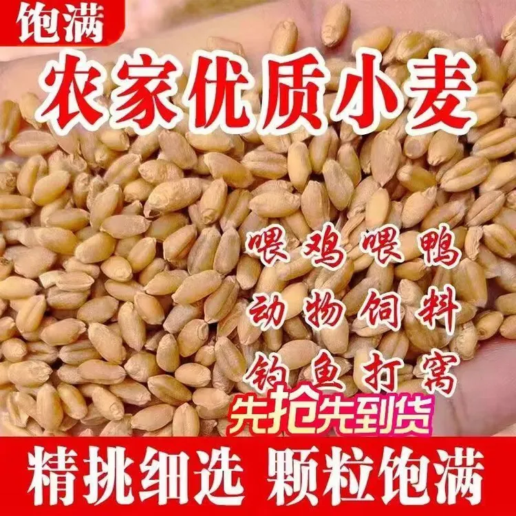 农家优质小麦颗粒带皮小麦粒粮食磨面酿酒喂鸡鸭宠物粮鸽子粮新鲜