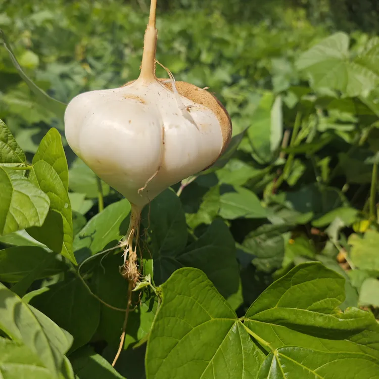 贵州老品种黄沙地地萝卜凉薯贵州地萝卜新鲜