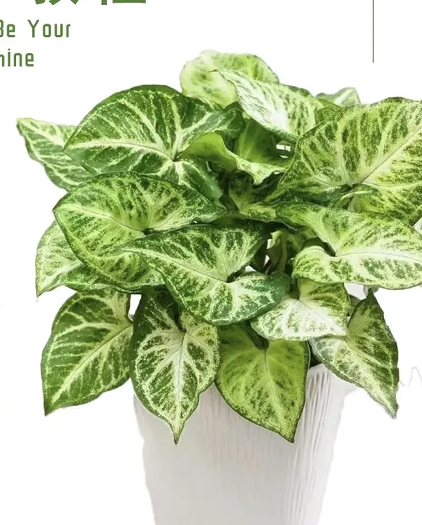 合果芋花蝴蝶蓝精灵金童子牛奶纸屑水培室内观叶绿植盆栽好养易活