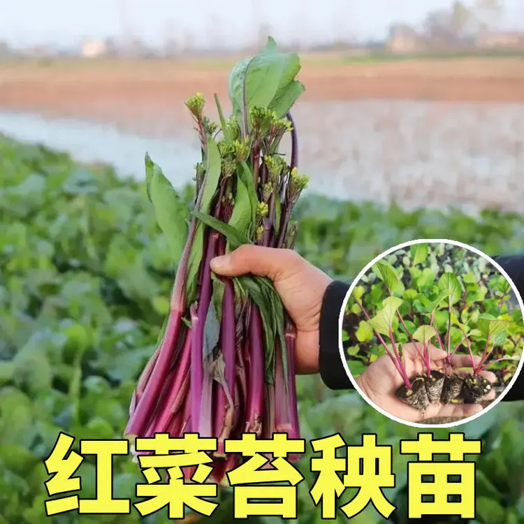 耐寒红菜苔苗秧苗老品种青菜苔苗红油菜苔苗种子秋冬菜苗