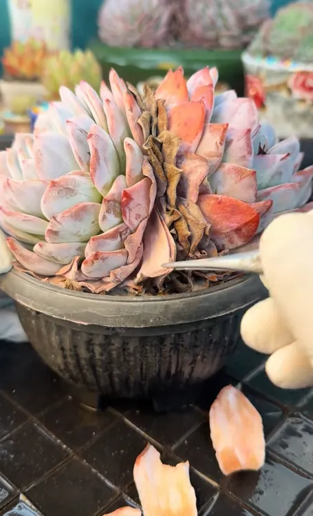 带枯叶多肉三头带盆带土发货多年沉淀好养解压必备治愈绿植