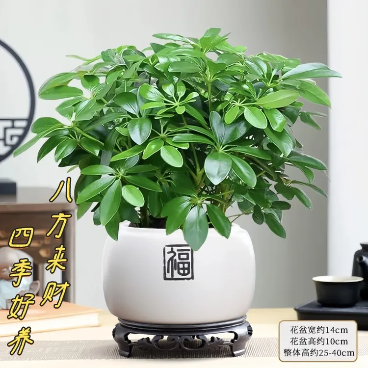 八方来财鸭脚木盆栽好养活植物办公室内绿植七叶莲吸甲醛净化空气