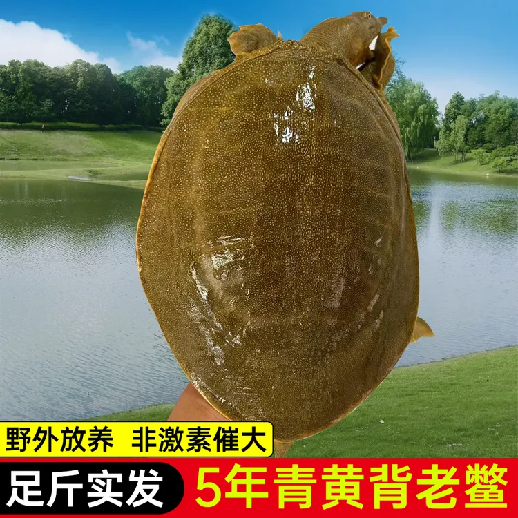 甲鱼活鲜食用中华鳖团鱼圆鱼商用王八包活外塘青黄背甲鱼