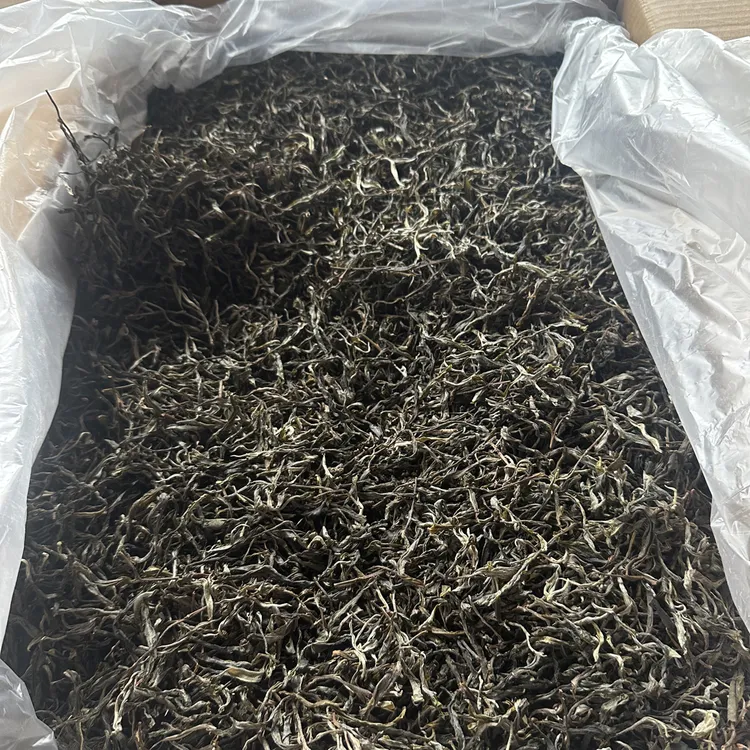【冰岛产区】小众山头古树2025头春 茶农自家纯手工炒制
