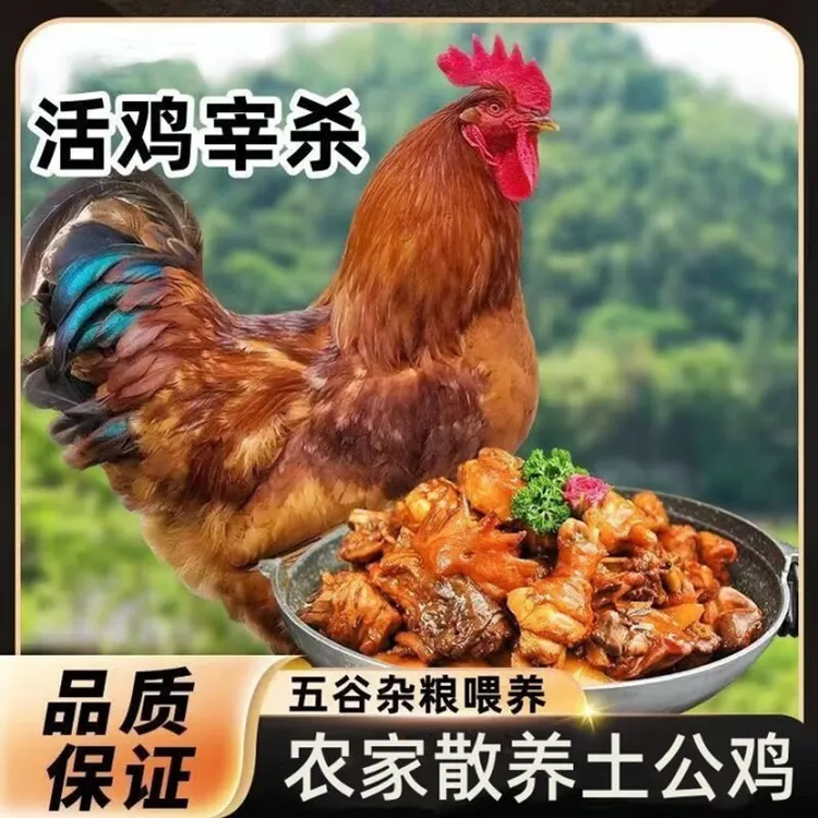 散养大公鸡农村散养走地鸡鸡肉生鲜整只土公鸡笨鸡柴鸡净重6斤